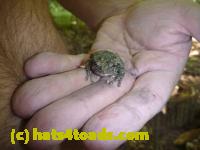 /home//u458753944/public_html/sourcegallery///Frogs/Mixed frogs/P1050038.JPG